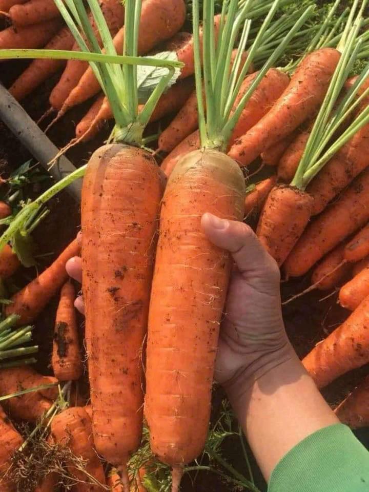 Cà rốt ta-duoc-ban-tai-Tường Khôi