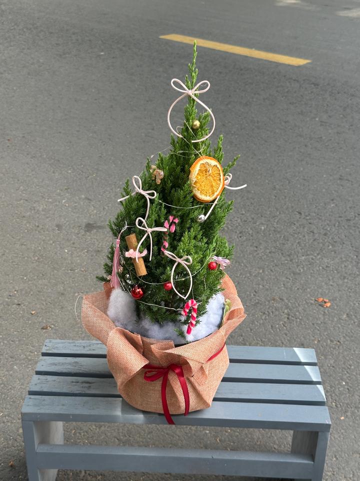 Chậu thông noel -duoc-ban-tai-Một Tiệm Hoa