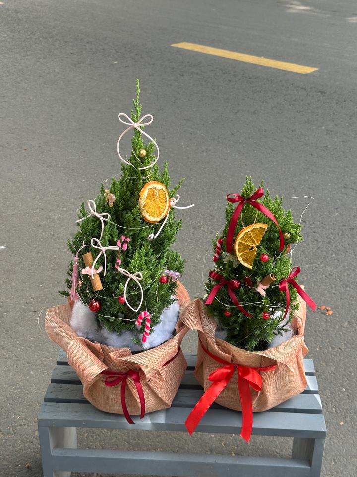 Chậu thông noel -duoc-ban-tai-Một Tiệm Hoa