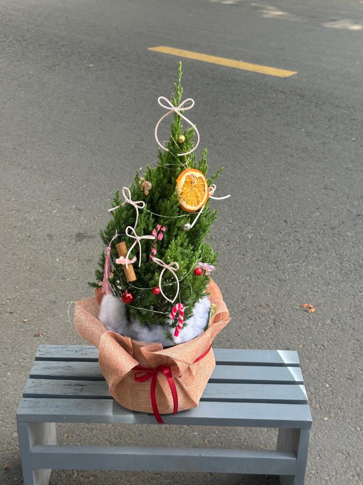 Chậu thông noel -duoc-ban-tai-Một Tiệm Hoa