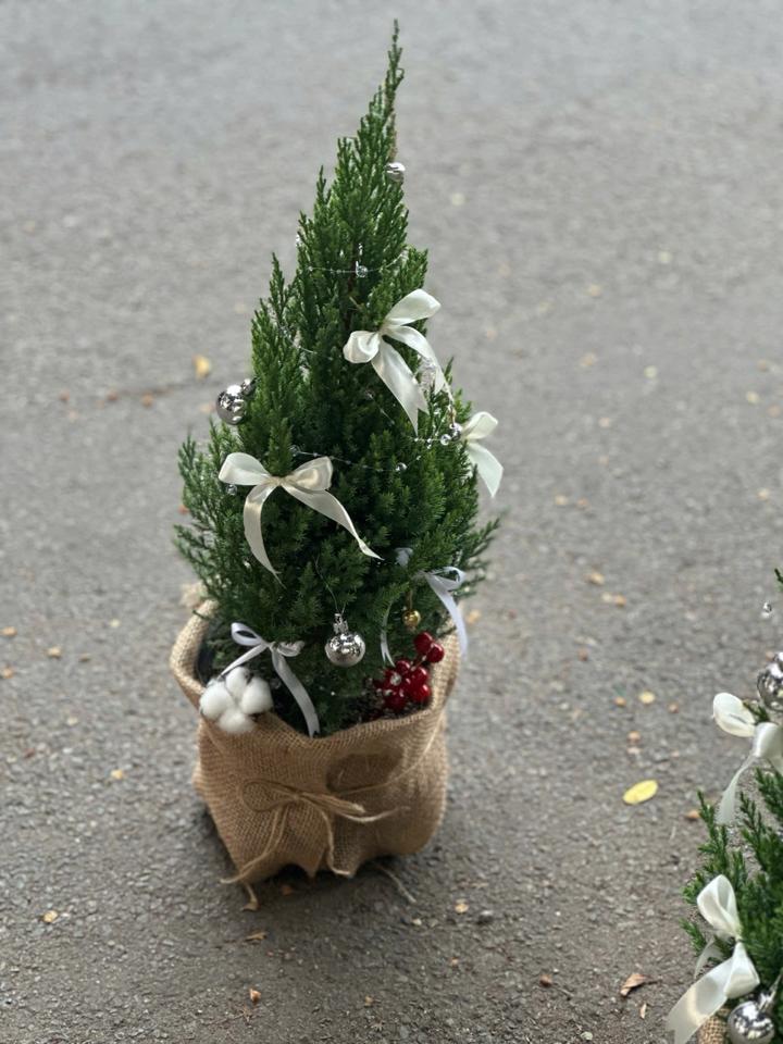 Chậu thông noel -duoc-ban-tai-Một Tiệm Hoa