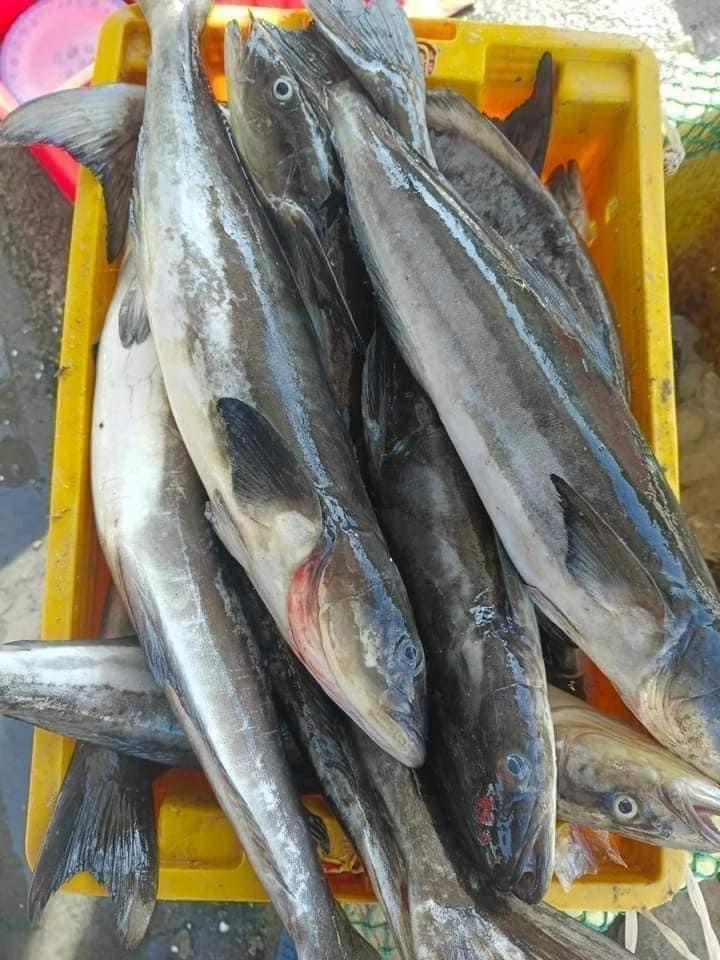 BÓP 1-2-duoc-ban-tai-Thanh Hải Sản