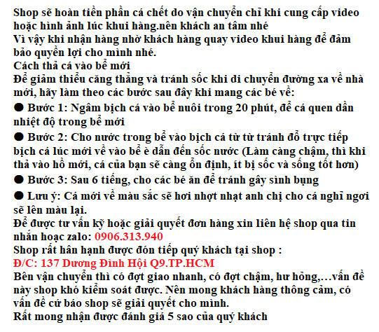 CB79-Combo 10 tép vàng cam dễ nuôi, xinh xắn - Q3 - NH - 2-duoc-ban-tai-Cá cảnh Ngọc Hoàng [zalo: 0934457023 ]