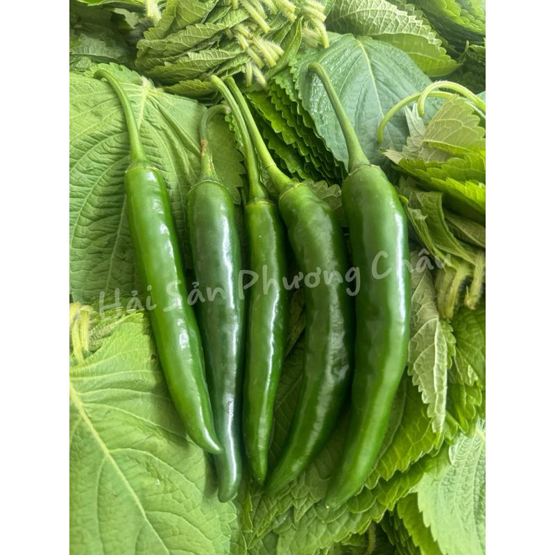 [HỎA TỐC SG] Ớt sừng xanh Hàn Quốc thơm giòn ngọt ăn thịt nướng 100g-duoc-ban-tai-Hải Sản Phương Châu