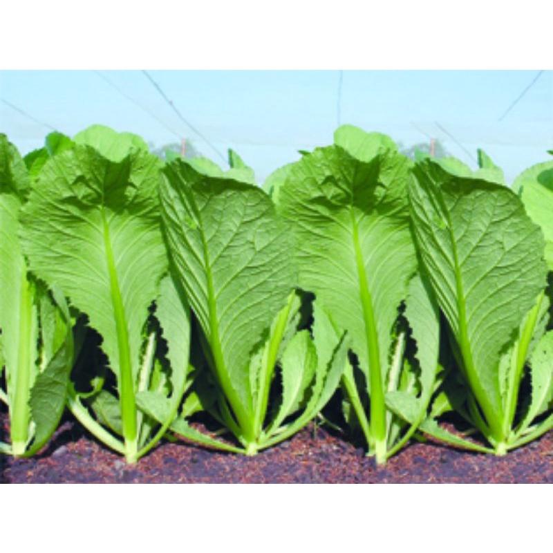 Hạt Giống Cải Xanh Mỡ, Chất Lượng F1 - gói 10g-duoc-ban-tai-Vỉa Hè Garden