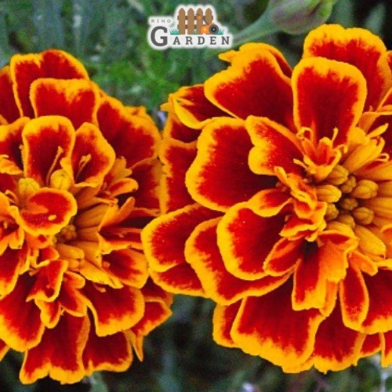 Hạt giống vạn thọ Pháp ban mai - 50 hạt-duoc-ban-tai-Vỉa Hè Garden
