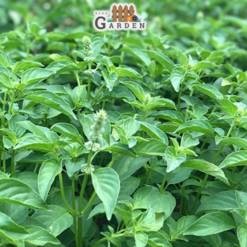 Hạt giống rau thơm sả ( é trắng ) - 2 gam-duoc-ban-tai-Vỉa Hè Garden