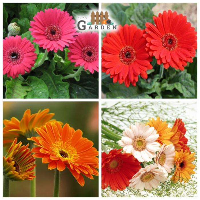 Hạt giống hoa đồng tiền mix - 10 hạt-duoc-ban-tai-Vỉa Hè Garden
