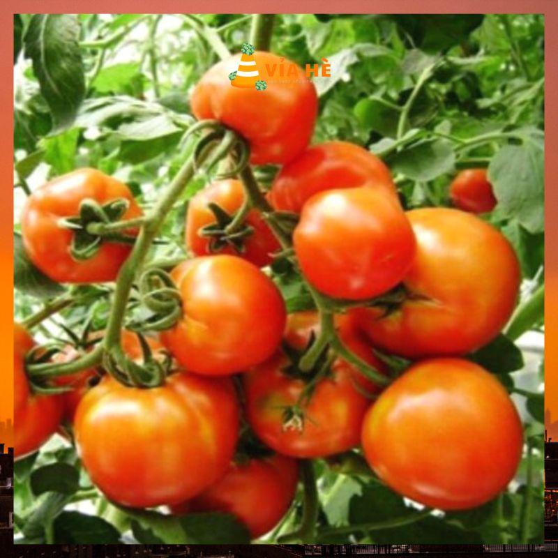 50H - HẠT GIỐNG CÀ CHUA ĐỎ QUẢ TO-duoc-ban-tai-Vỉa Hè Garden