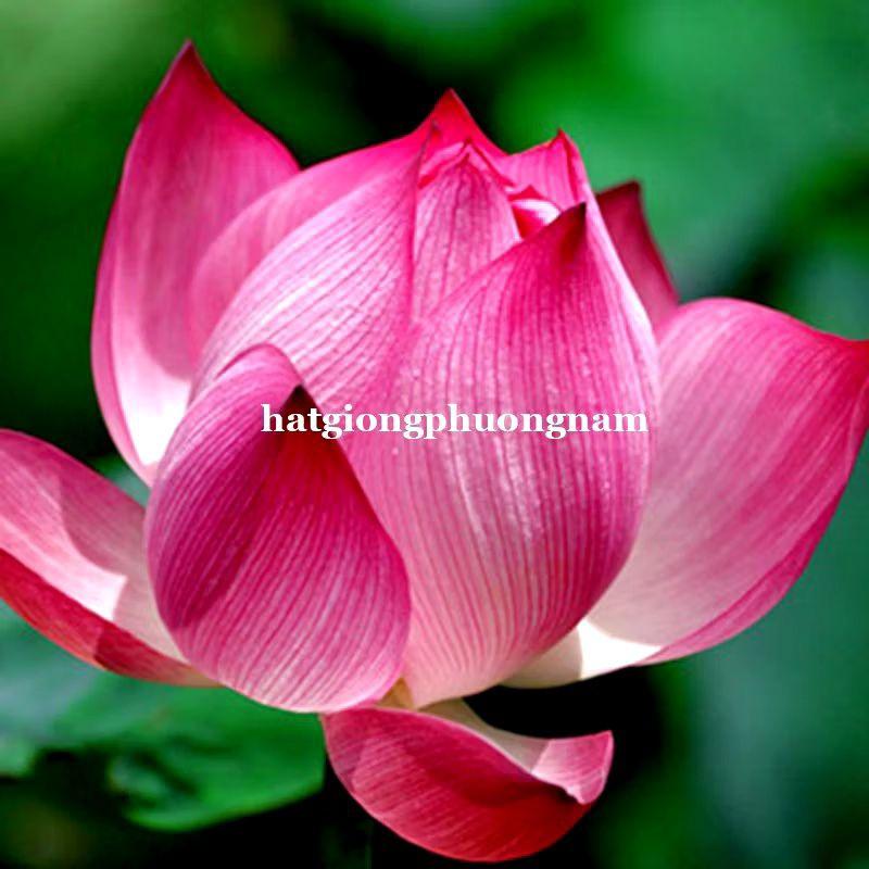 Hạt Hoa Sen Ta, Sen Hồng Việt Nam Túi 15 hạt-duoc-ban-tai-Vỉa Hè Garden