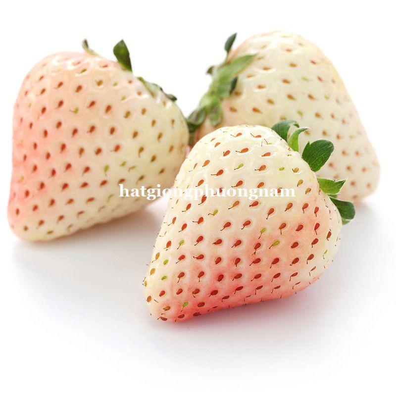 Hạt giống dâu tây trắng chất lượng F1 túi 30 hạt-duoc-ban-tai-Vỉa Hè Garden