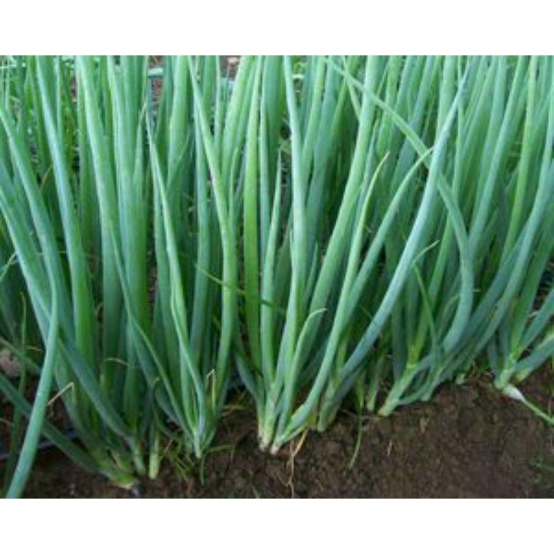 Hạt Giống Hành Lá Gói 2g-duoc-ban-tai-Vỉa Hè Garden