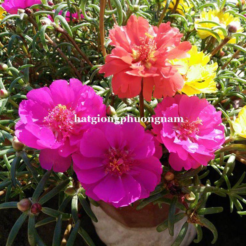 Hạt giống hoa mười giờ mỹ cánh kep túi 500 hạt chất lượng F1-duoc-ban-tai-Vỉa Hè Garden