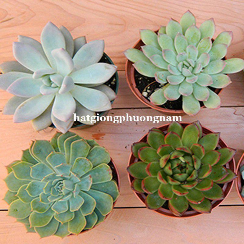 Hạt giống sen đá chất lượng F1 túi 20 hạt-duoc-ban-tai-Vỉa Hè Garden