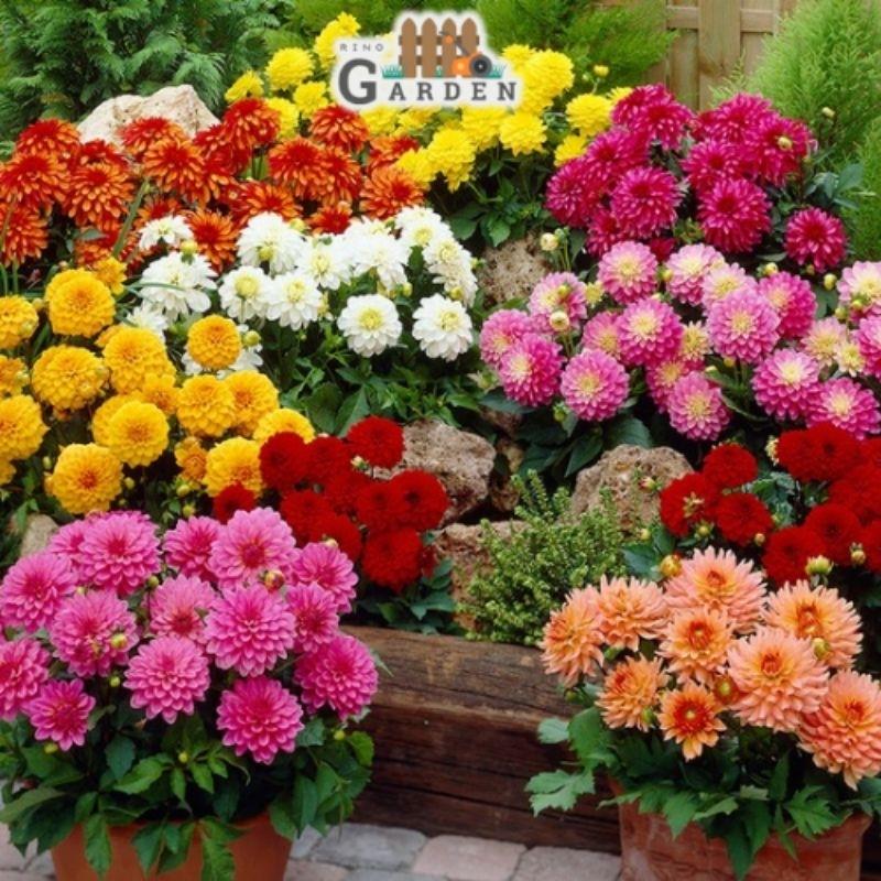 Hạt giống hoa thược dược mix - 50 hạt-duoc-ban-tai-Vỉa Hè Garden