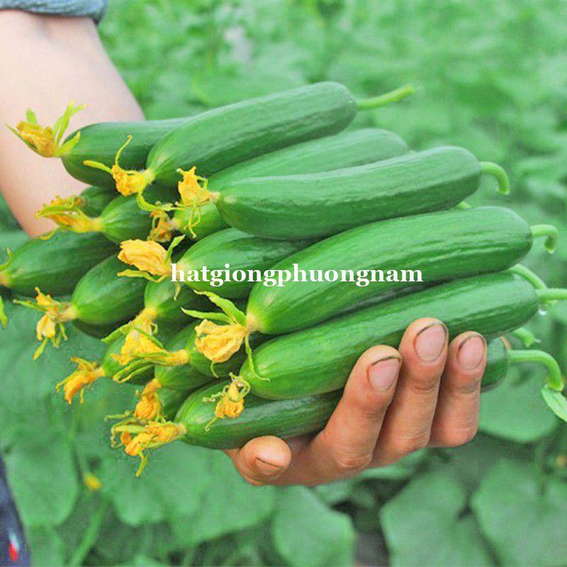 Hạt giống dưa leo dưa chuột chùm siêu quả chất lượng F1-duoc-ban-tai-Vỉa Hè Garden