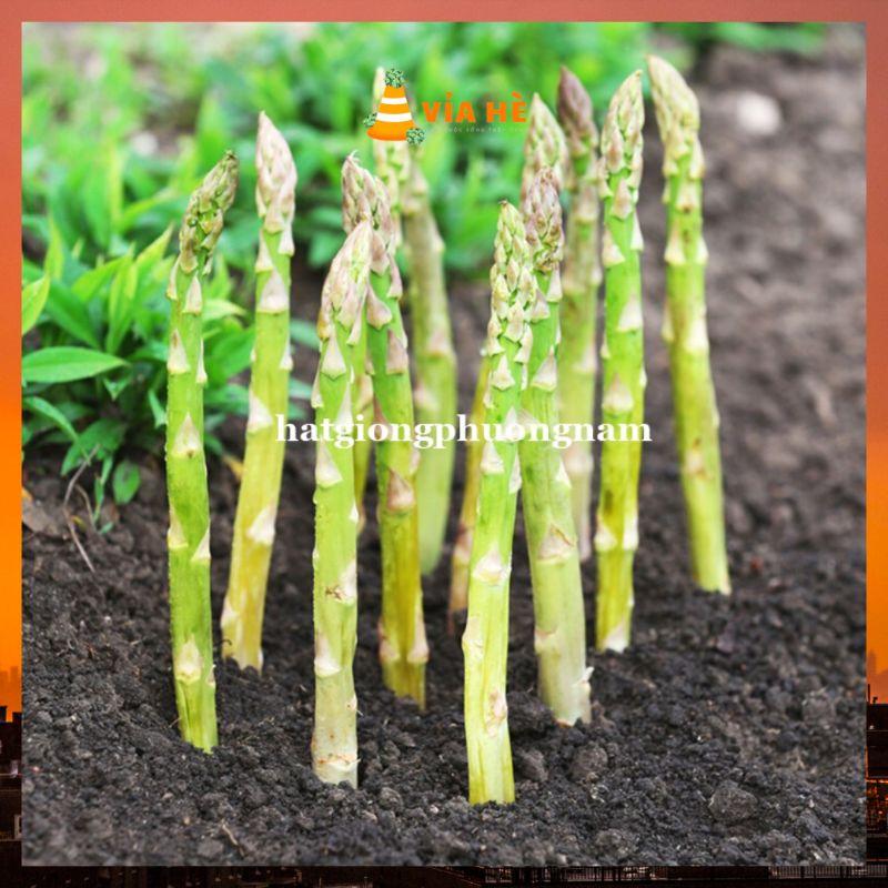 Hạt giống măng tây xanh chất lượng F1 dể trồng-duoc-ban-tai-Vỉa Hè Garden