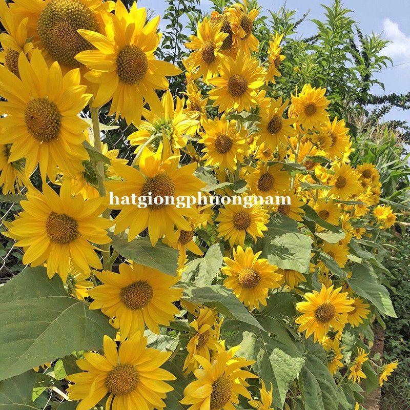 Hạt giống hoa hướng dương nhụy vàng siêu bông chất lượng F1-duoc-ban-tai-Vỉa Hè Garden