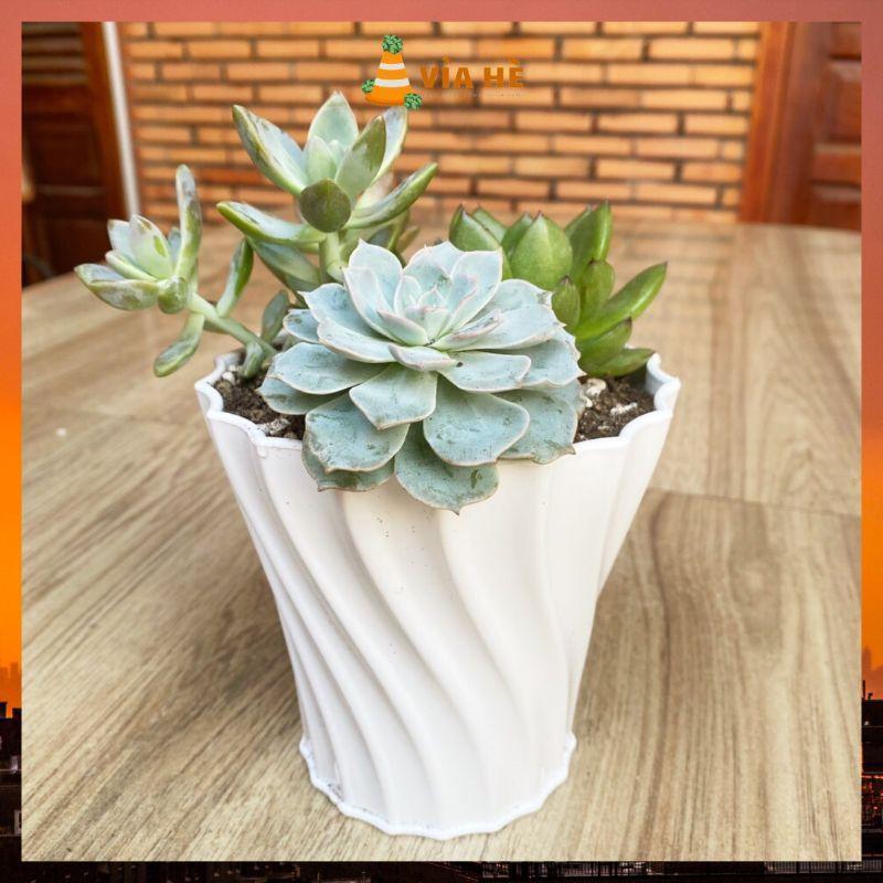 Chậu nhựa mini trồng cây sen đá xương rồng cao cấp màu trắng cứng cấp nhiều size-duoc-ban-tai-Vỉa Hè Garden