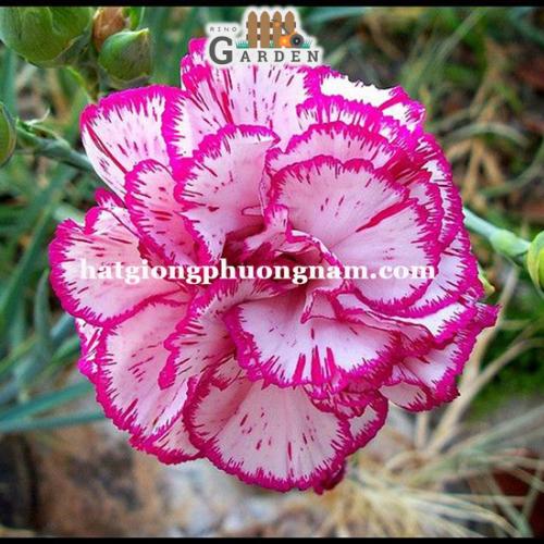 Hạt giống hoa cẩm chướng kép - 100 hạt-duoc-ban-tai-Vỉa Hè Garden