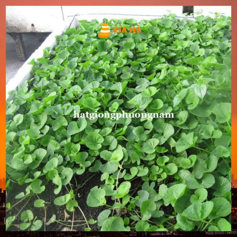 Hạt giống rau má lá nhỏ chất lượng F1-duoc-ban-tai-Vỉa Hè Garden