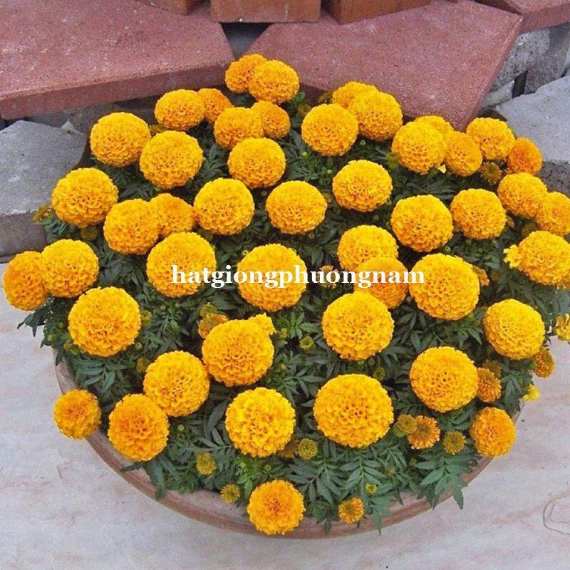 HẠT GIỐNG HOA VẠN THỌ CAO NHIỀU MÀU OP-duoc-ban-tai-Vỉa Hè Garden