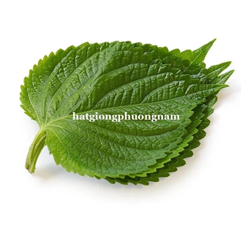 Hạt giống rau thơm mè hàn quốc túi 0,5g, dễ trồng hạt giống phương nam-duoc-ban-tai-Vỉa Hè Garden