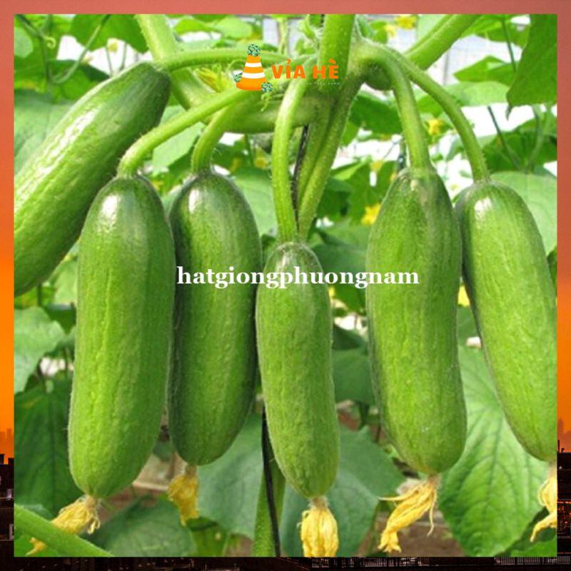 Hạt giống dưa leo dưa chuột chùm siêu quả chất lượng F1-duoc-ban-tai-Vỉa Hè Garden