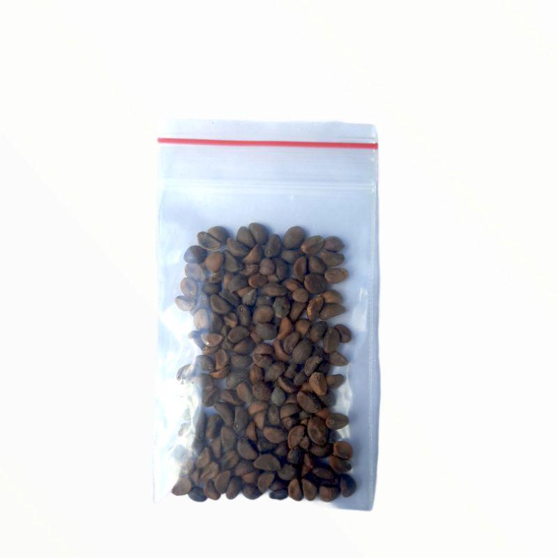 Hạt Giống Rau Muống Lá Tre, Chát Lượng F1 - gói 20g-duoc-ban-tai-Vỉa Hè Garden