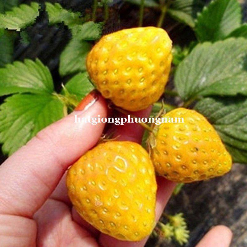 Hạt giống dâu tây vàng chata lượng F1 túi 30 hạt-duoc-ban-tai-Vỉa Hè Garden