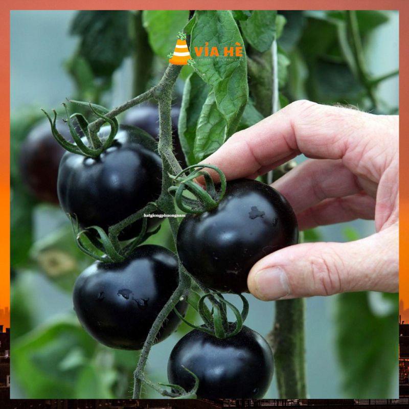 Hạt giống cà chua bi đen phá đỏ chất lượng F1 dễ trồng-duoc-ban-tai-Vỉa Hè Garden