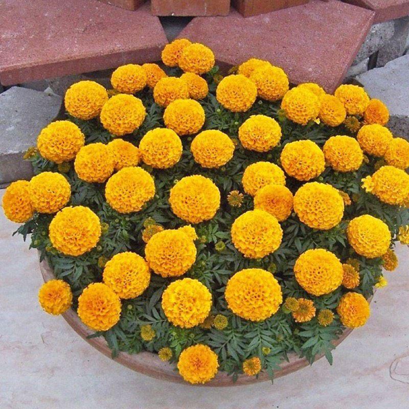 HẠT GIỐNG HOA VẠN THỌ CAO NHIỀU MÀU OP-duoc-ban-tai-Vỉa Hè Garden