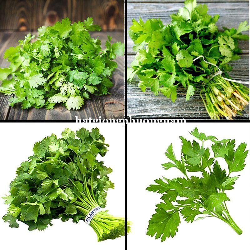 Hạt Giống Rau Ngò Gói 20g Giá Rẻ-duoc-ban-tai-Vỉa Hè Garden