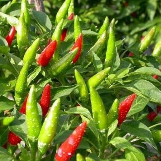 Hạt Giống Ớt Hiểm, Ớt Chỉ Thiên, Chất Lượng F1 - gói 40 hạt-duoc-ban-tai-Vỉa Hè Garden