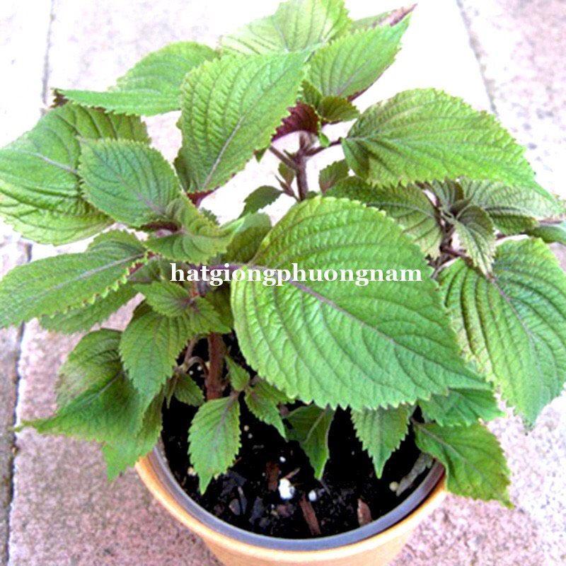 Hạt giống rau tía tô chất lượng F1-duoc-ban-tai-Vỉa Hè Garden