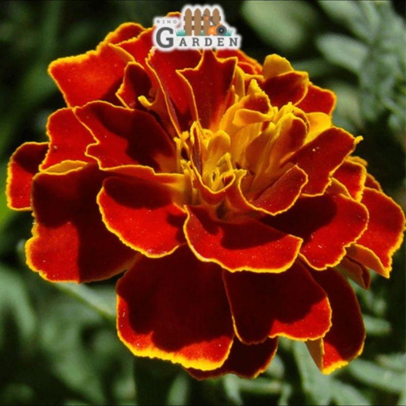 Hạt giống vạn thọ Pháp ban mai - 50 hạt-duoc-ban-tai-Vỉa Hè Garden