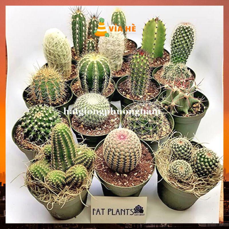 20H - HẠT GIỐNG XƯƠNG RỒNG MIX ĐỦ LOẠI-duoc-ban-tai-Vỉa Hè Garden