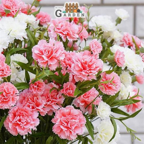 Hạt giống hoa cẩm chướng kép - 100 hạt-duoc-ban-tai-Vỉa Hè Garden