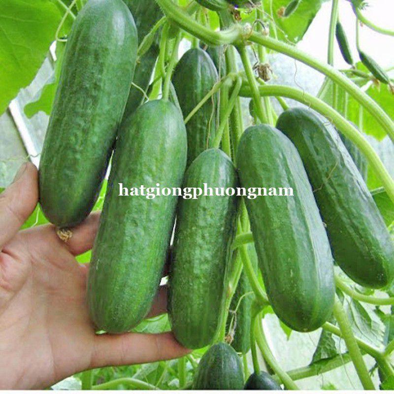 Hạt giống dưa leo dưa chuột chùm siêu quả chất lượng F1-duoc-ban-tai-Vỉa Hè Garden
