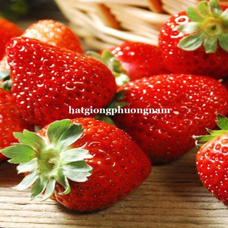 Hạt giống dâu tây đỏ chất lượng F1 túi 100 hạt-duoc-ban-tai-Vỉa Hè Garden