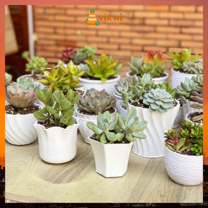 Chậu nhựa mini trồng cây sen đá xương rồng cao cấp màu trắng cứng cấp nhiều size-duoc-ban-tai-Vỉa Hè Garden