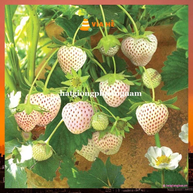 Hạt giống dâu tây trắng chất lượng F1 túi 30 hạt-duoc-ban-tai-Vỉa Hè Garden