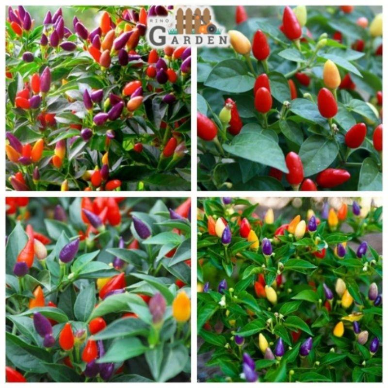 Hạt giống ớt ngũ sắc - 40 hạt-duoc-ban-tai-Vỉa Hè Garden