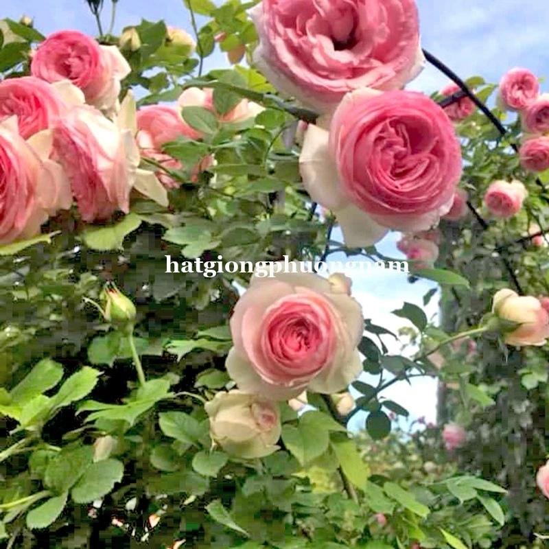 Hạt giống hoa hồng pháp leo túi 20 hạt, chất lượng dễ trồng-duoc-ban-tai-Vỉa Hè Garden