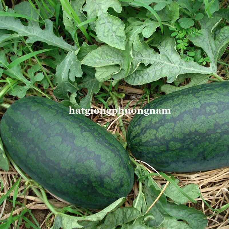 Hạt giống dưa hấu hắc mĩ nhân quả dài siêu ngọt chất lượng F1-duoc-ban-tai-Vỉa Hè Garden