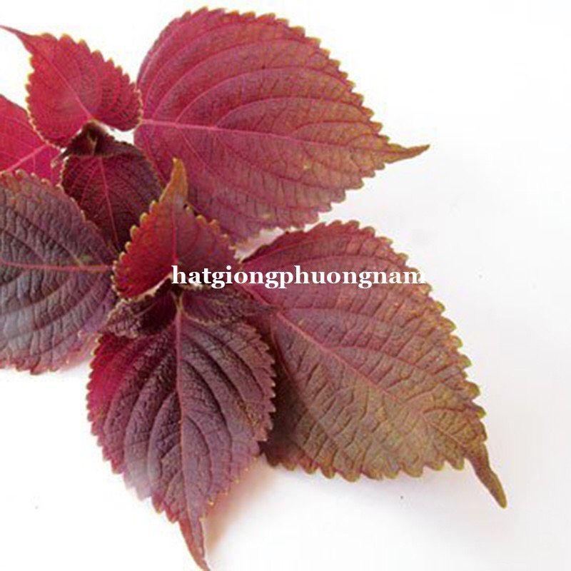 Hạt giống rau tía tô chất lượng F1-duoc-ban-tai-Vỉa Hè Garden