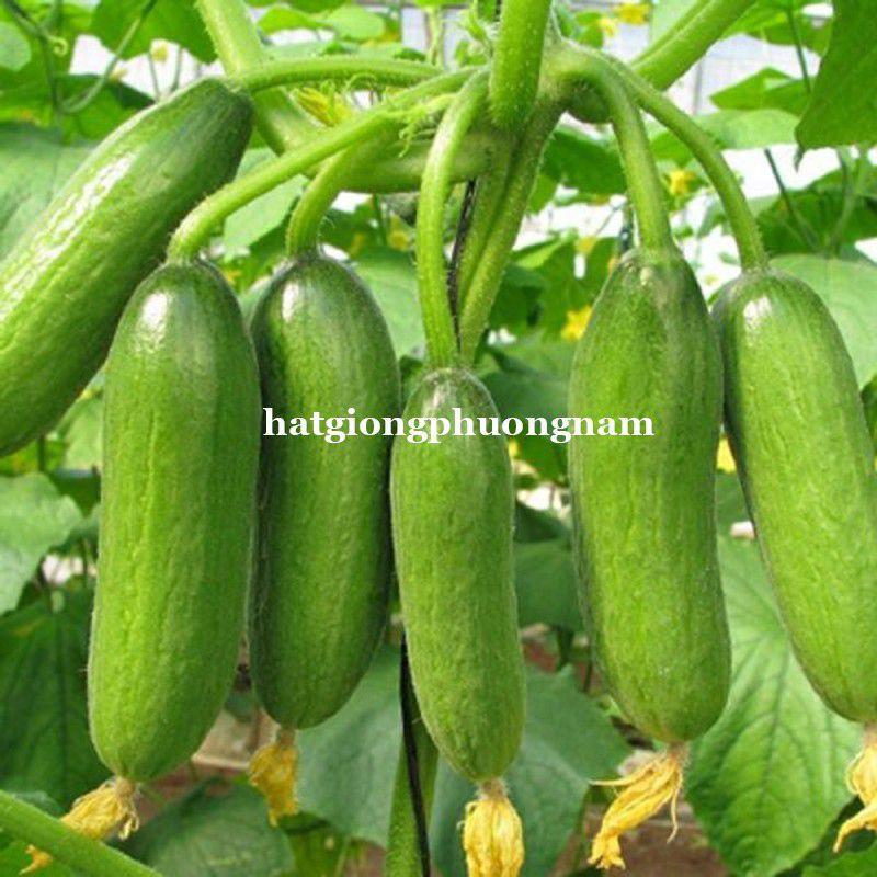 Hạt giống dưa leo dưa chuột chùm siêu quả chất lượng F1-duoc-ban-tai-Vỉa Hè Garden