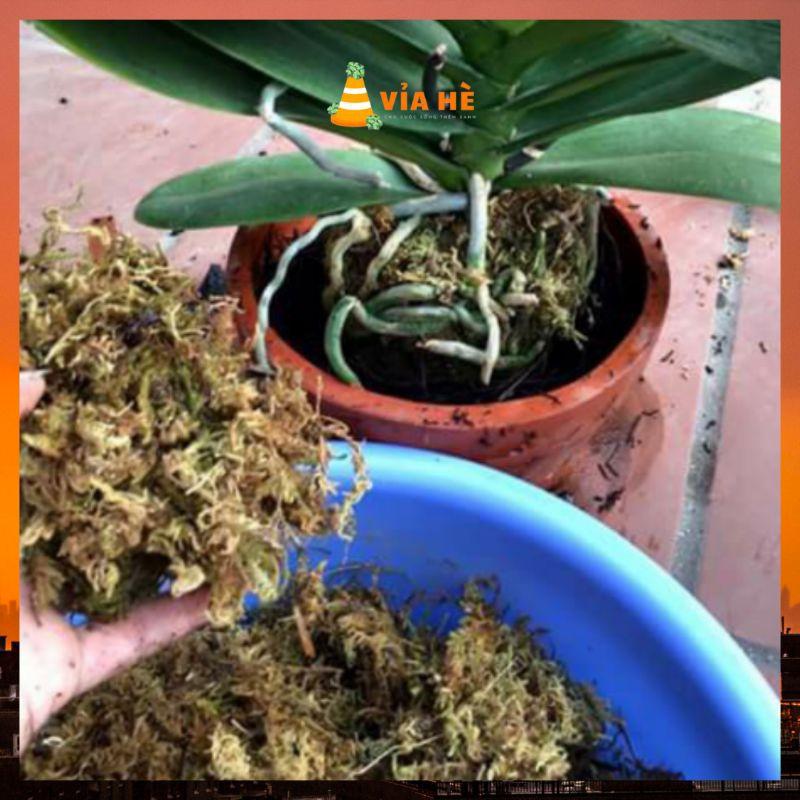 Rêu rừng dớn trồng lan kiểng lá làm trụ leo dớn-duoc-ban-tai-Vỉa Hè Garden