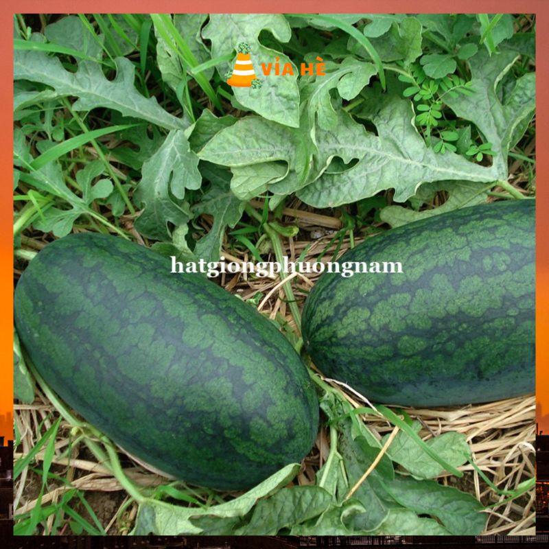 Hạt giống dưa hấu hắc mĩ nhân quả dài siêu ngọt chất lượng F1-duoc-ban-tai-Vỉa Hè Garden