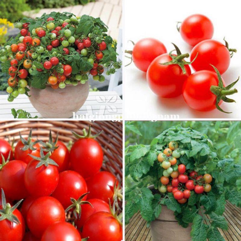 Hạt giống cà chua bi đỏ lùn túi 20 hạt chất lượng F1-duoc-ban-tai-Vỉa Hè Garden